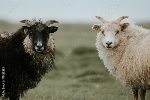 Portrait of sheep standing on grassy landscape photo