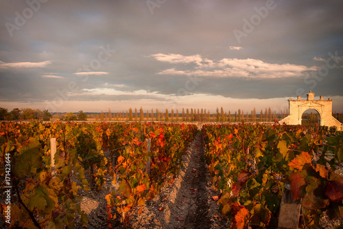 lumiere du soir sur la vigne photo