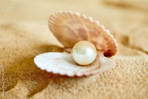 Canvas Print shell with a pearl