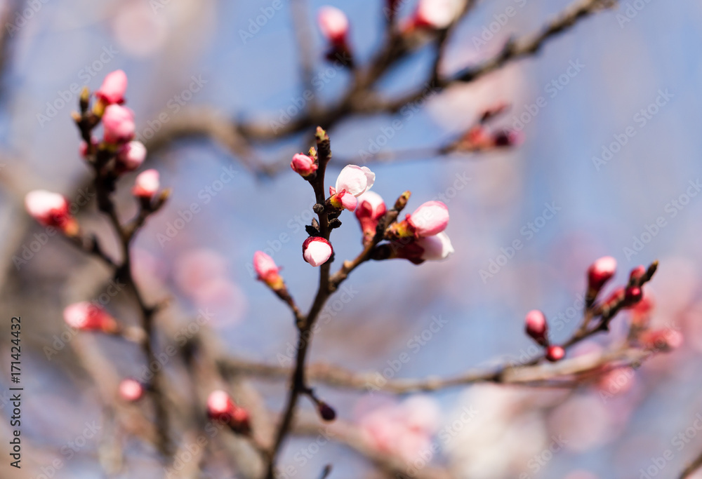 beautiful flowers on apricot branches in nature beautiful flowers on apricot branches in nature