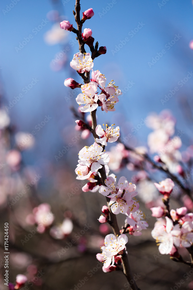beautiful flowers on apricot branches in nature beautiful flowers on apricot branches in nature