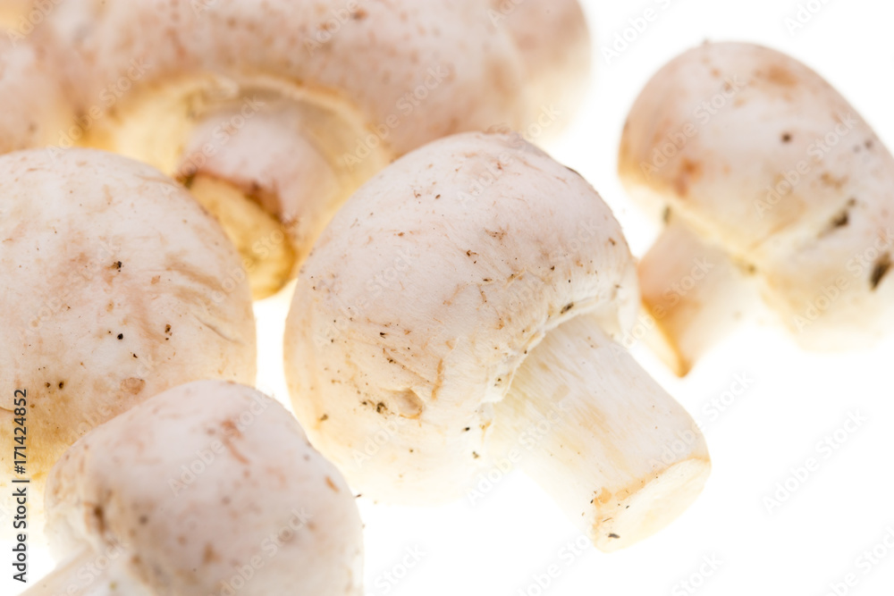 Mushrooms champignons on a white background Mushrooms champignons on a white background