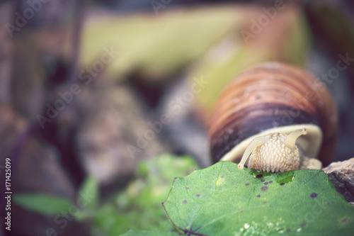 slug eating vegetables, snail beating a piece of fresh leave