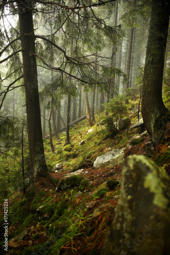 vertical photo of pine trees in a forest with fog