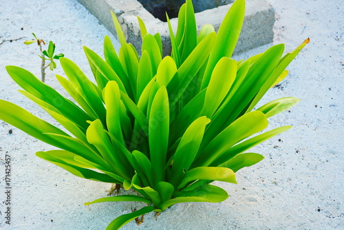 plant, green, leaf, nature, tree, flower