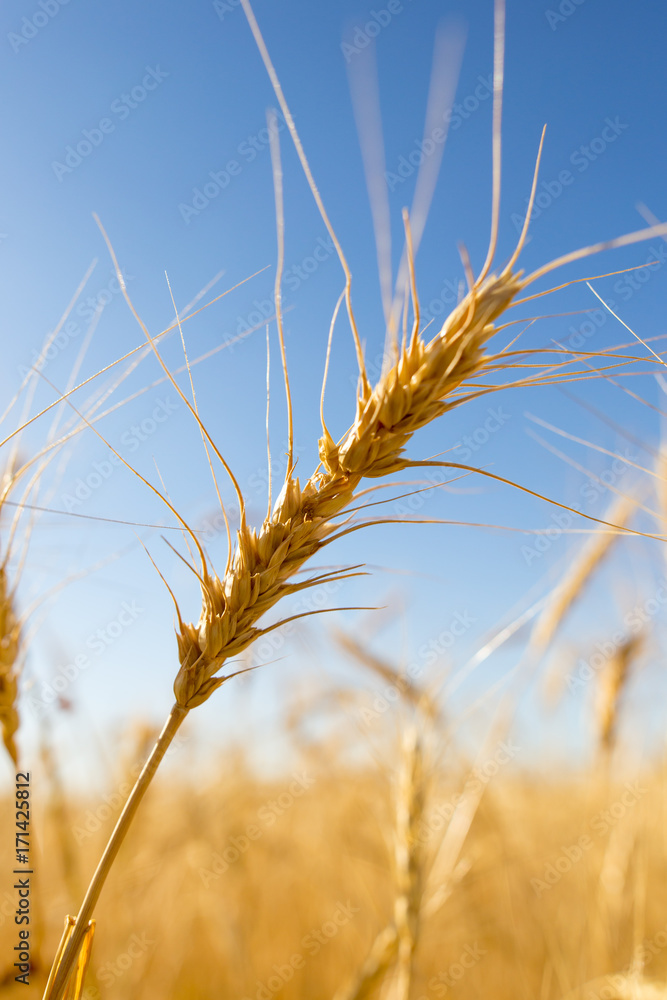 Yellow ears of wheat against the blue sky Yellow ears of wheat against the blue sky