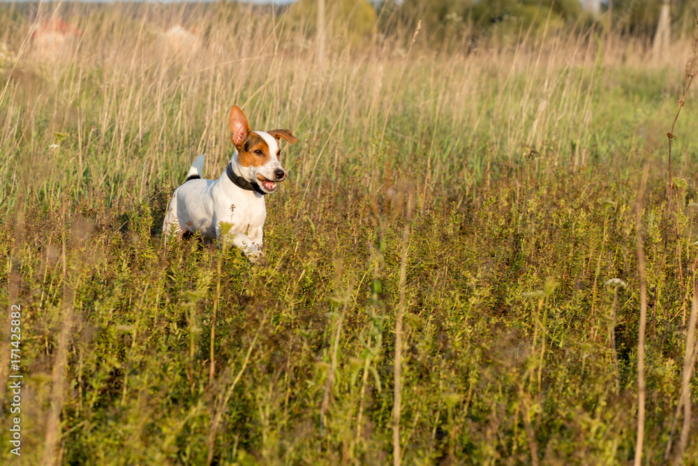 dog breed jack russel terrier on the hunt