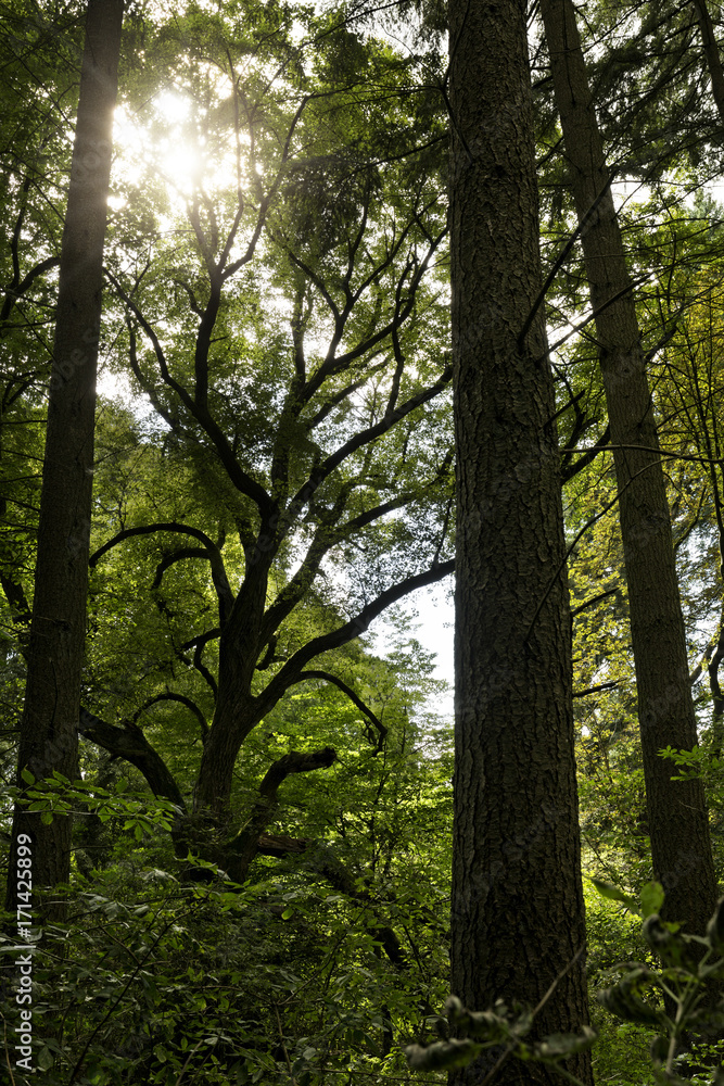 Uralte Eiche im Tiergarten bei Boitzenburg, Uckermark Uralte Eiche im Tiergarten bei Boitzenburg, Uckermark