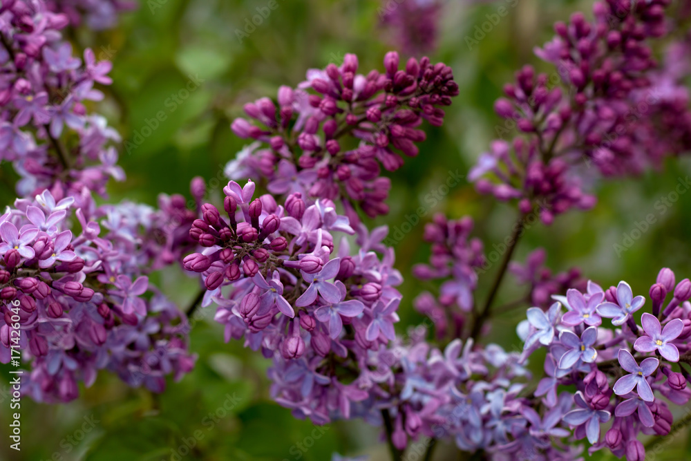 details of purple blooming bush of lilac in the garden