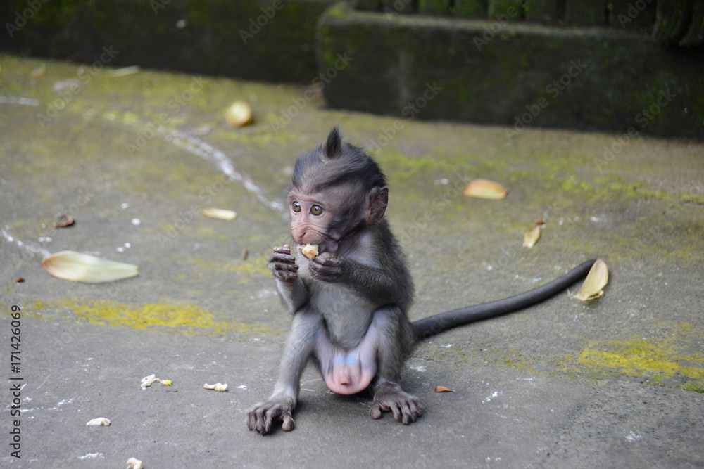 cucciolo di scimmia Stock Photo | Adobe Stock