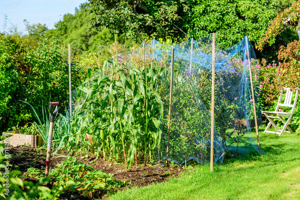 Corn beside blueberry bushes under blue bird netting and a spade standing  among strawberry plants in newly dug soil. Small scale gardening. Photos