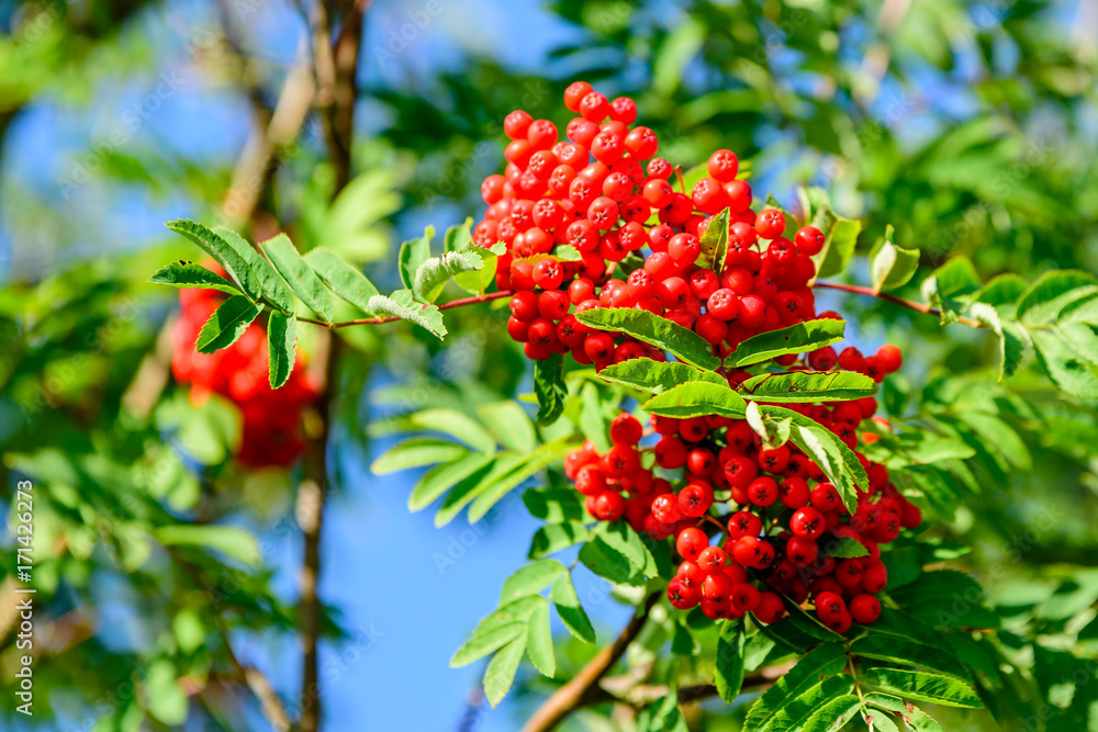 Rowan berries, Sorbus aucuparia, tree also called rowan and mountain ash. Rowan berries, Sorbus aucuparia, tree also called rowan and mountain ash.