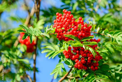 Rowan berries, Sorbus aucuparia, tree also called rowan and mountain ash.