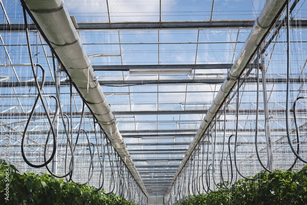 Interior view of greenhouse Interior view of greenhouse