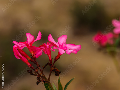 Oleander flower