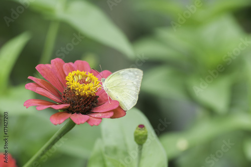 The Common Grass Yellow butterfly sucking nectar from Zinnia  flowers . © supanee2550