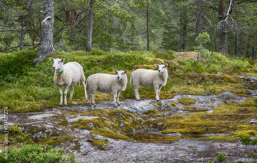 three sheep animals in nature in norway