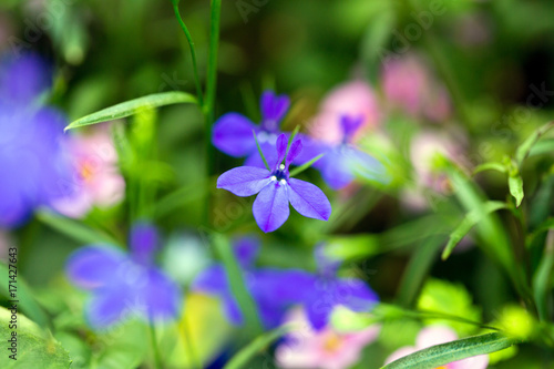 Tiny Blue Wild Flower