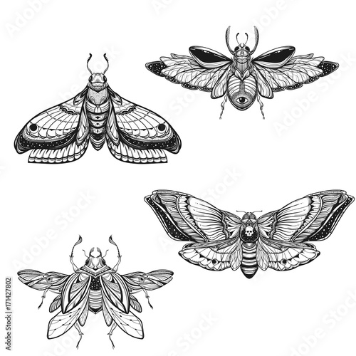 Beetle bug tattoo drawing set. Scarab bug illustration