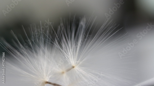 Dandelion seed in macro