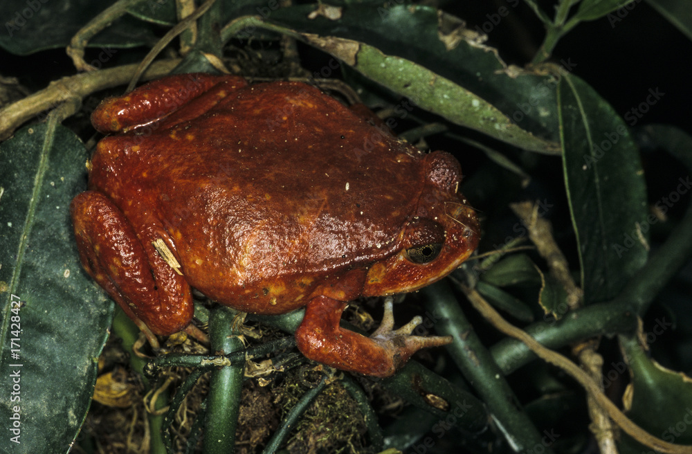 Crapaud rouge de Madagascar, Dyscophus antongilii, Madagascar 스톡 사진