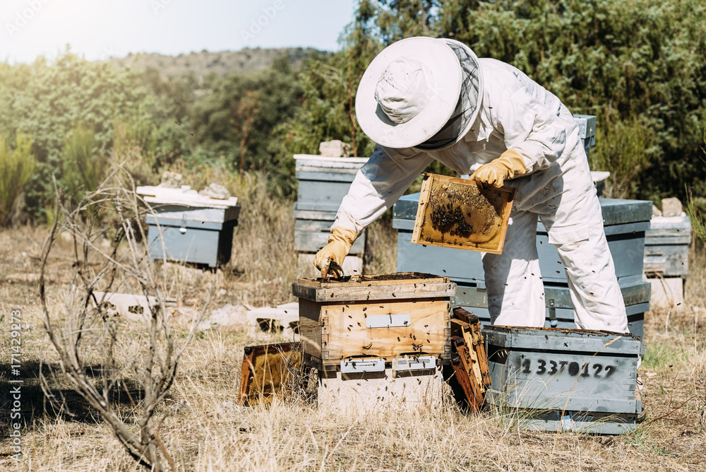 Beekeeper working collect honey. Beekeeper working collect honey.