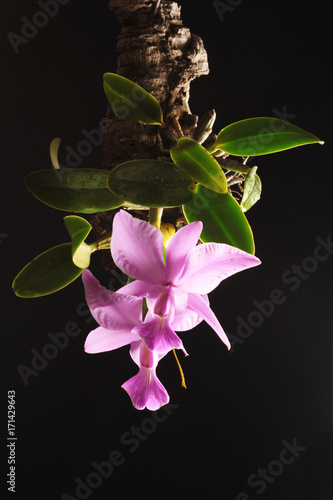 Orchid of the Cattleya walkeriana tipo