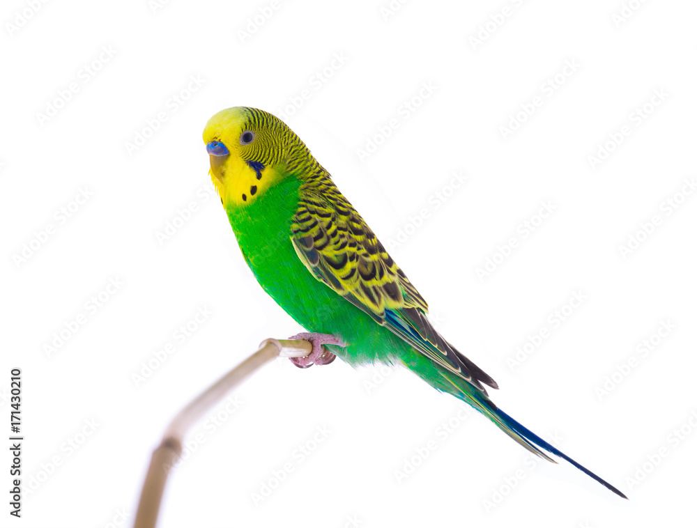green budgie