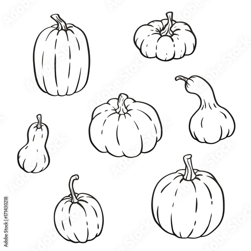 Collection of outline pumpkins, gourds different types, shapes and sizes. Vector isolated set for halloween, thanksgiving day