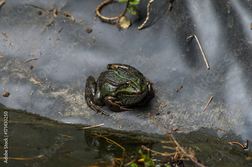 Teichfrosch