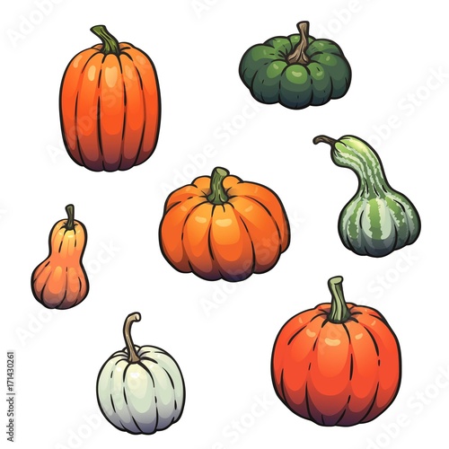 Collection of pumpkins, gourds different types, colors, shapes and sizes. Vector isolated decoration set for halloween, thanksgiving day