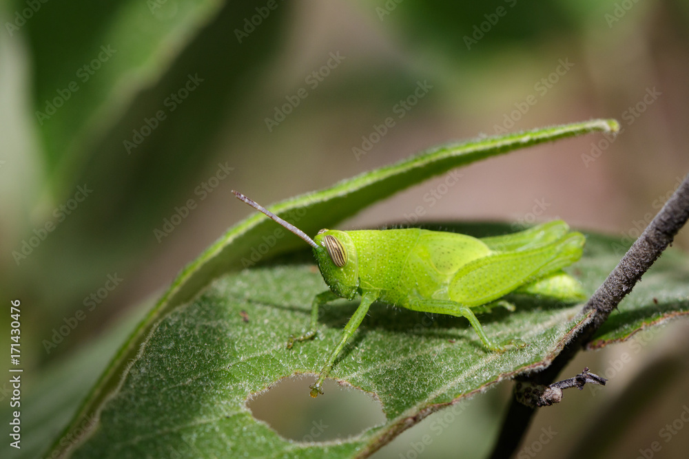 Image of bright green grasshopper on green leaves. Insect Animal Image of bright green grasshopper on green leaves. Insect Animal