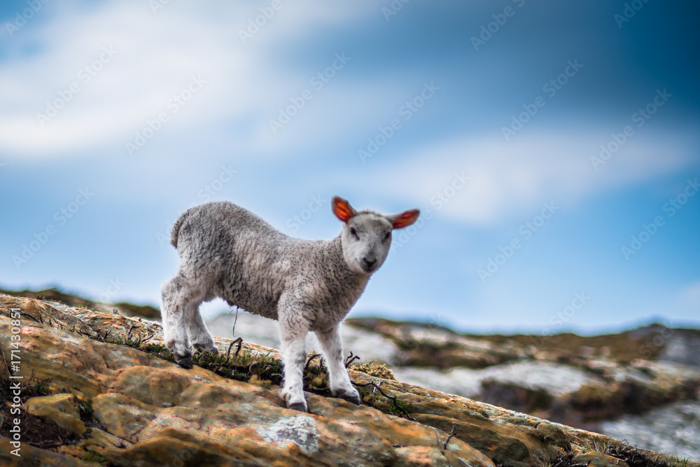 Fototapeta premium Liam the lamb, what a curious guy.