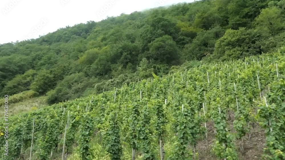 driving along green vineyards at Moselle river in Rhineland-palatinate (Germany). driving along green vineyards at Moselle river in Rhineland-palatinate (Germany).