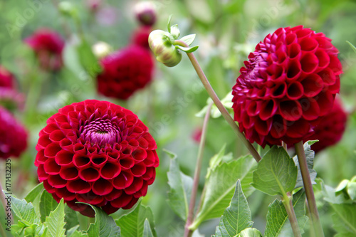 Fototapeta Naklejka Na Ścianę i Meble -  Balldahlie - Dahlia - Hybride - Sorte Ivanetti Blüten