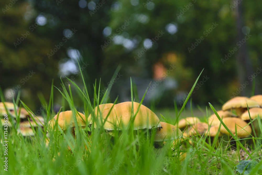 Mushrooms in the Grass Mushrooms in the Grass
