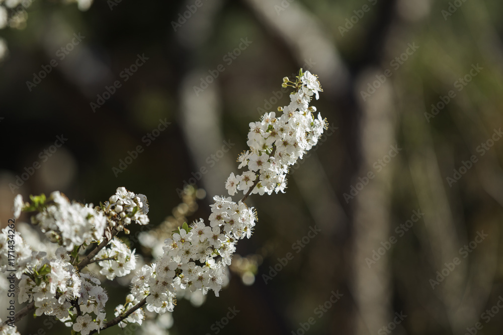 Fruit tree blossom. White flower. Spring. Fruit tree blossom. White flower. Spring.