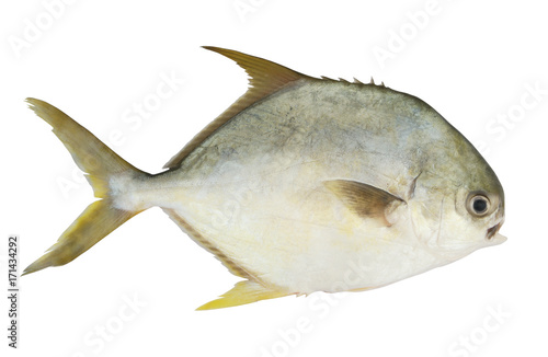 Pomrfet fish or pompano fish isolated on white background photo