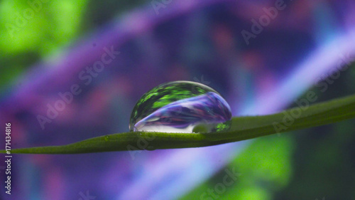 Reflection in water drop on the leaf