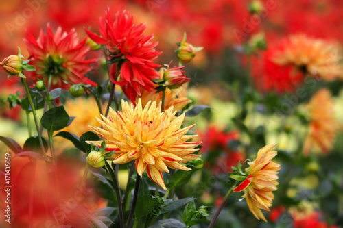 Fototapeta Naklejka Na Ścianę i Meble -  Dahlie - Kaktusdahlie - Hybride Sorte Sultan Blüten
