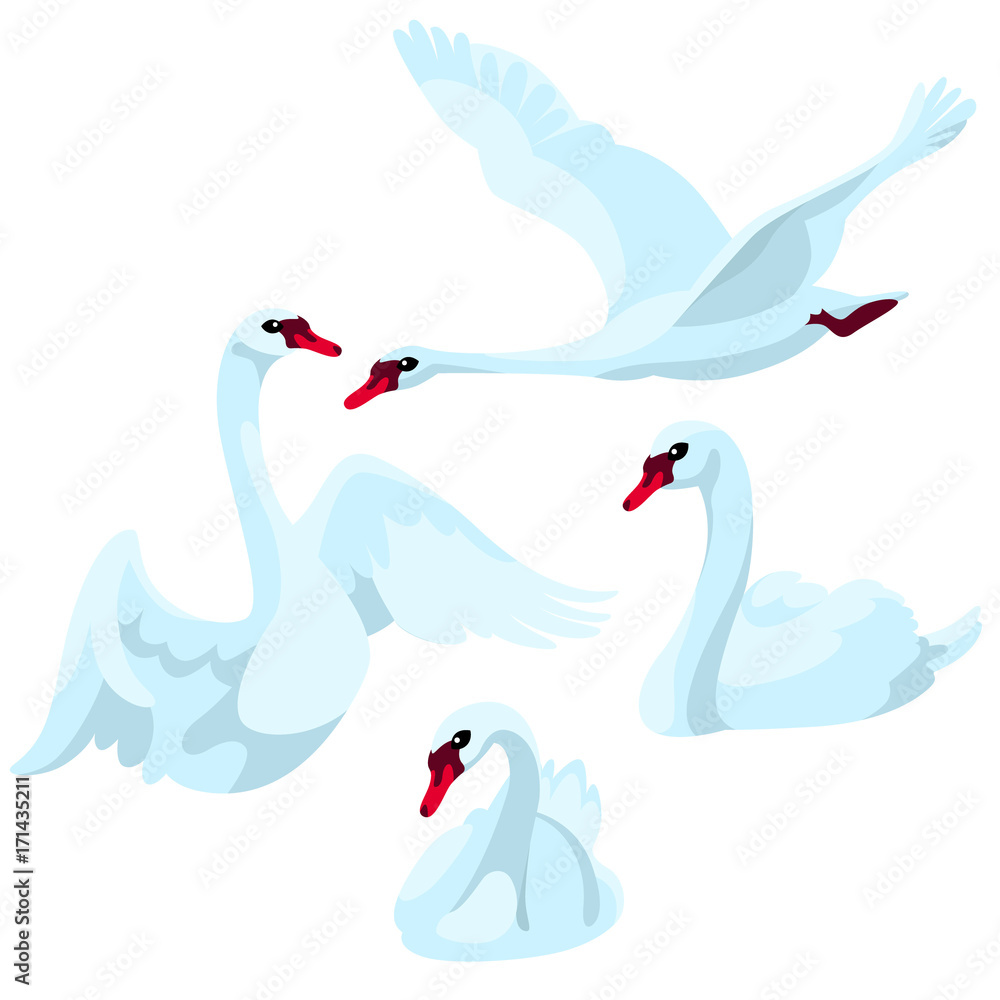 Fototapeta premium Swans on white background / There are four swans in cartoon style 