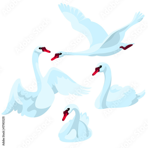 Swans on white background / There are four swans in cartoon style  