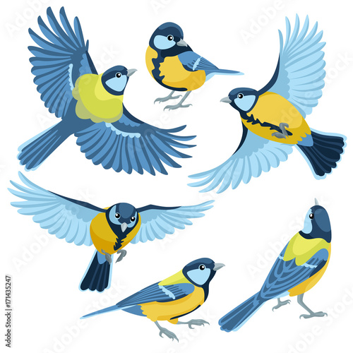 Titmouse on white background / There are three sitting titmouse and three flying titmouse in cartoon style
 photo