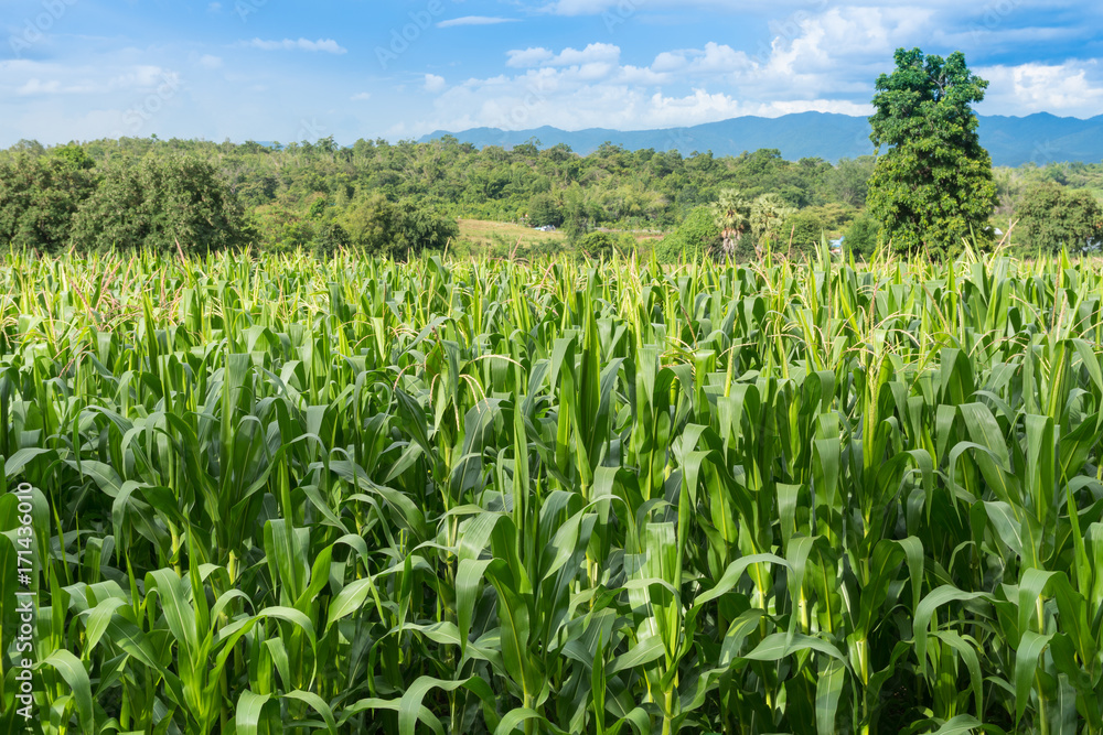 Beautiful green corn field in organic agricultural farm and mountain range background Beautiful green corn field in organic agricultural farm and mountain range background