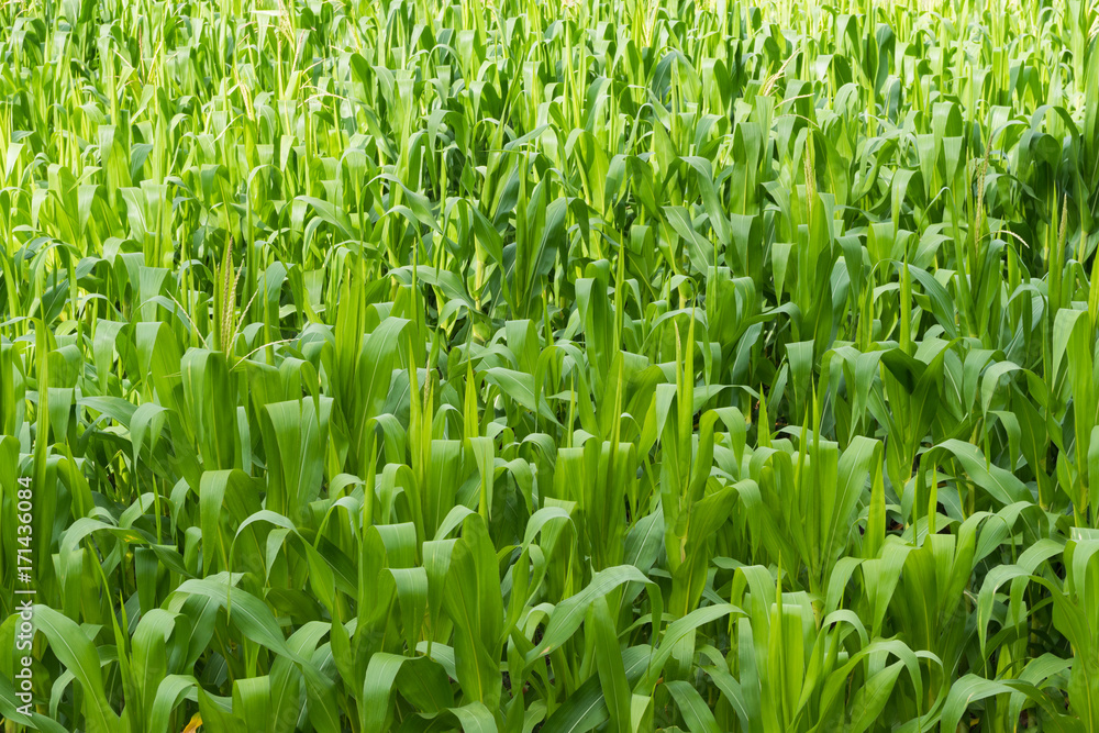 Beautiful green corn field in organic agricultural farm Beautiful green corn field in organic agricultural farm