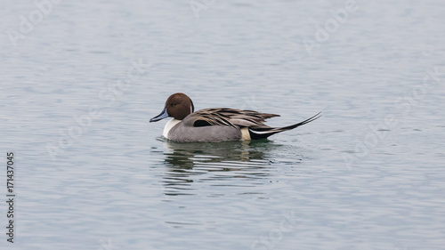 A Pintail Duck swimming in calm water.