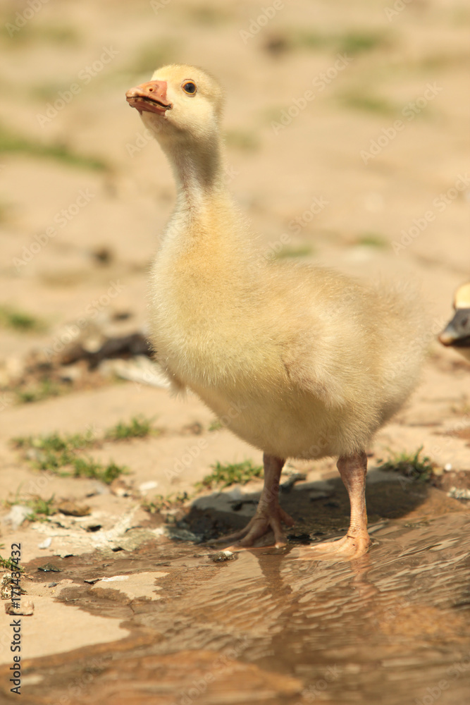 Domestic baby duck in the back yard Domestic baby duck in the back yard