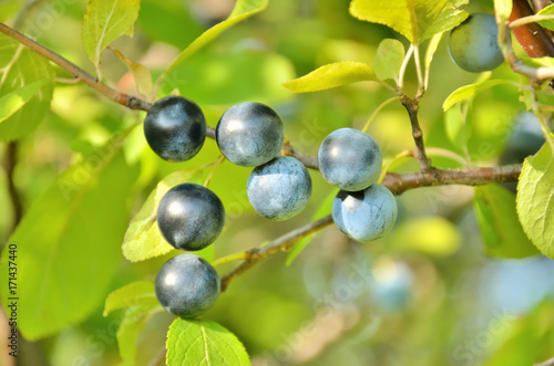 Ripe blackthorn on the branch (prunus spinosa). Close-up