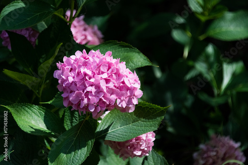 Beautiful flowers in an Illinois botanic garden photo