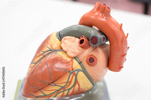 Quadro su tela Structure of the heart for classroom education.